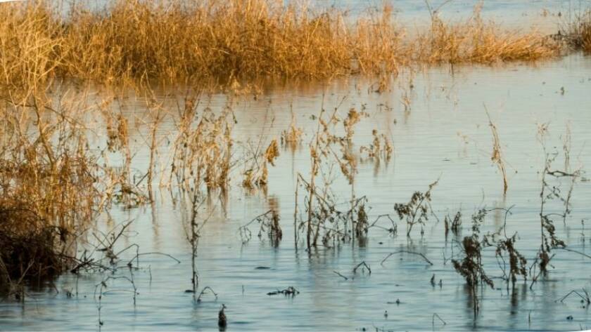 Ons vier Wêreld-vleilanddag