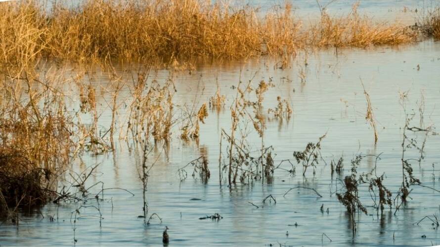 Ons vier Wêreld-vleilanddag