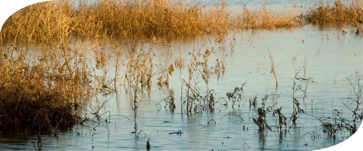 Ons vier Wêreld-vleilanddag