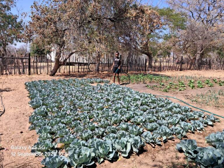 Die tuin op Mangetti Duin lyk baie mooi, maar soos ons weet maak water die groot verskil. DIe groente tuin se hoofdoel is om Jong mense en kinders te betrek by tuinmaak.