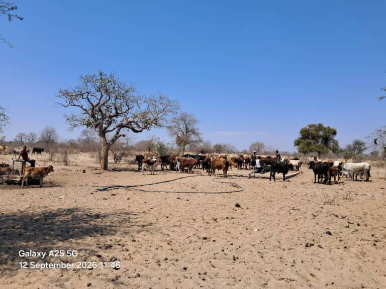 Intrekkers met ‘n groot aantal beeste verniel die wêreld en gebruik ál die water van die nuwe water-installasie.